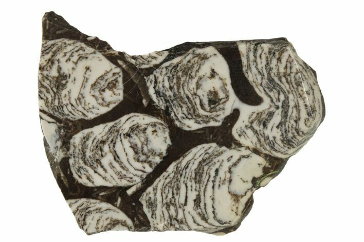 Polished Mesoproterozoic Stromatolite - Siberia #179997
